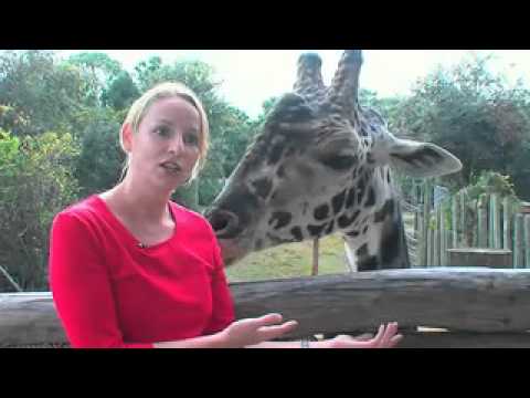 Brevard Zoo, Melbourne, Florida, USA – Unravel Travel TV
