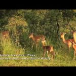 Kruger National Park, South Africa - Unravel Travel TV