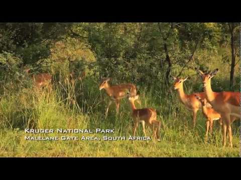 Kruger National Park, South Africa – GoHop.ie – Unravel Travel TV