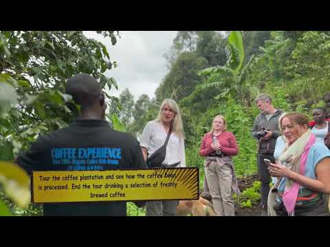 Kisoro Community walk and visit a Coffee Farm – Acacia Safaris – Unravel Travel TV