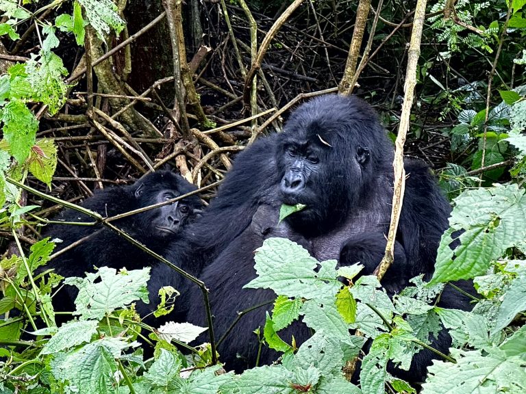Mountain Gorilla Trekking, Uganda – Acacia Safaris – Unravel Travel TV