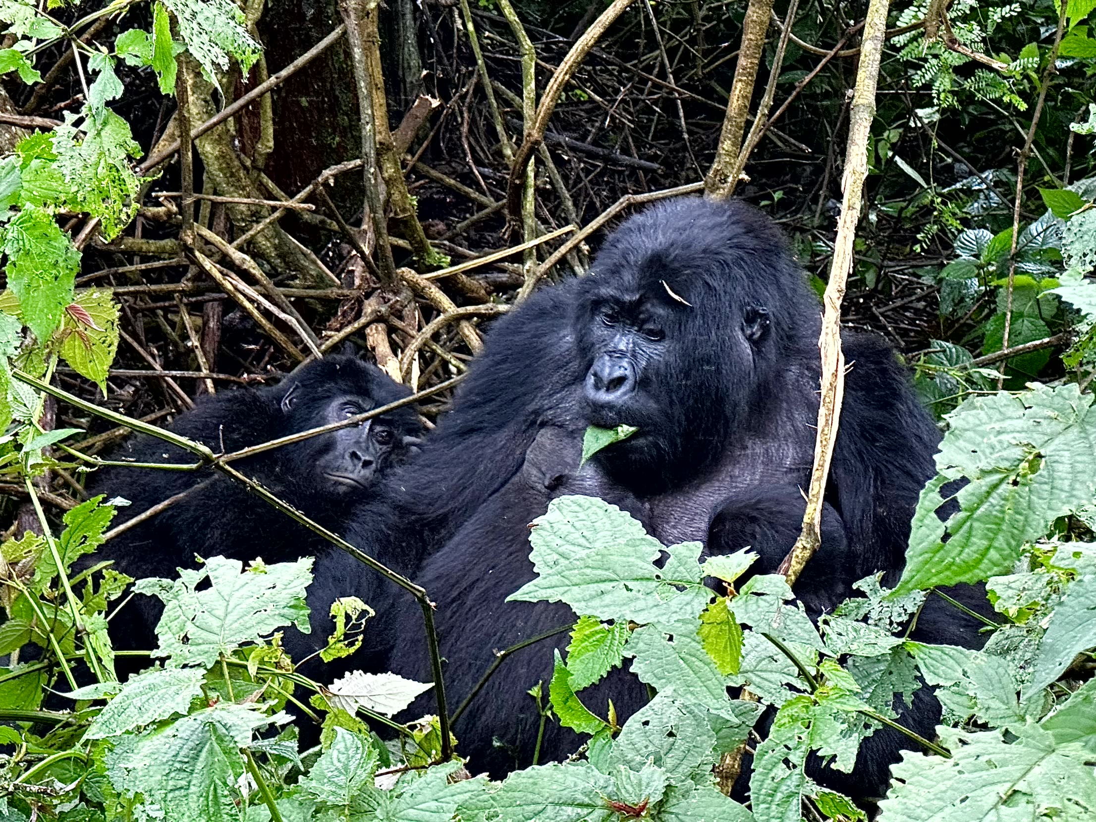 Mountain Gorilla Trekking, Uganda - Acacia Safaris - Unravel Travel TV